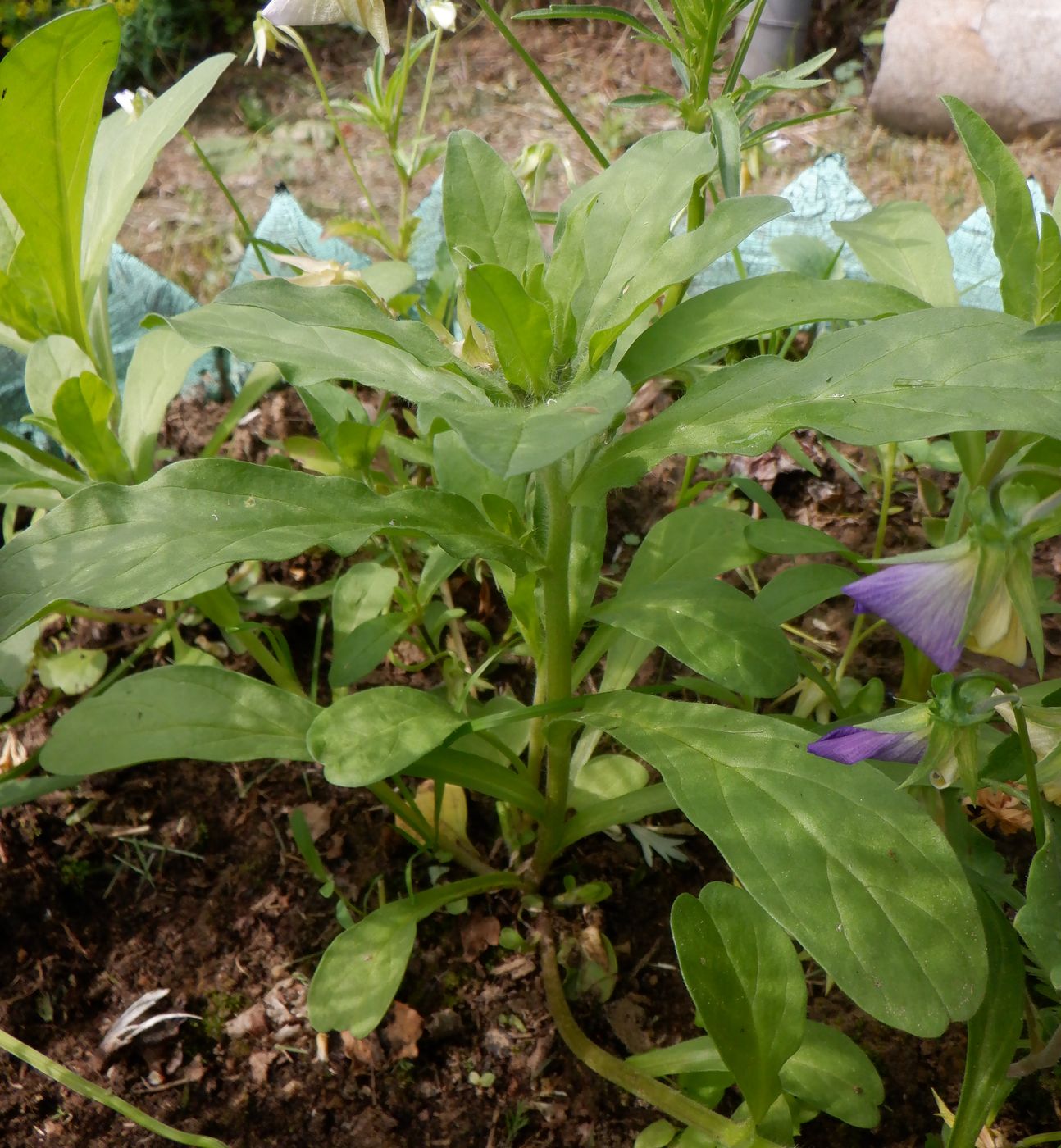 Изображение особи Convolvulus tricolor.