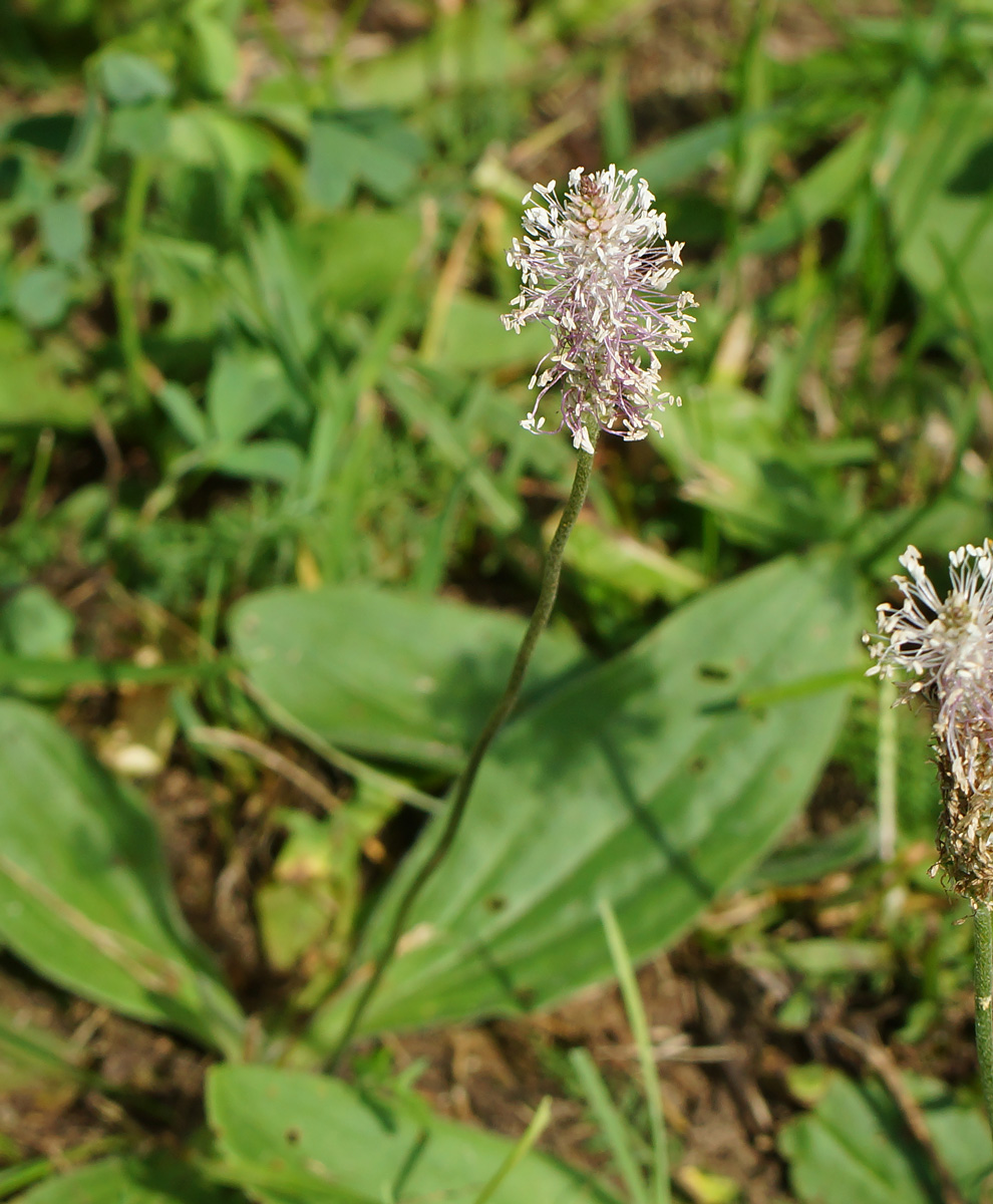 Изображение особи Plantago media.