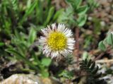 Erigeron uniflorus. Соцветие. Кабардино-Балкария, Эльбрусский р-н, долина р. Ирикчат, ок. 2800 м н.у.м., альпийский луг. 06.07.2020.