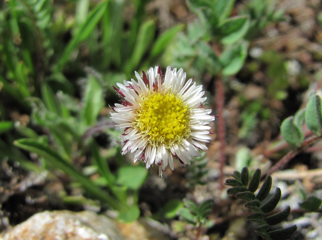 Image of Erigeron uniflorus specimen.