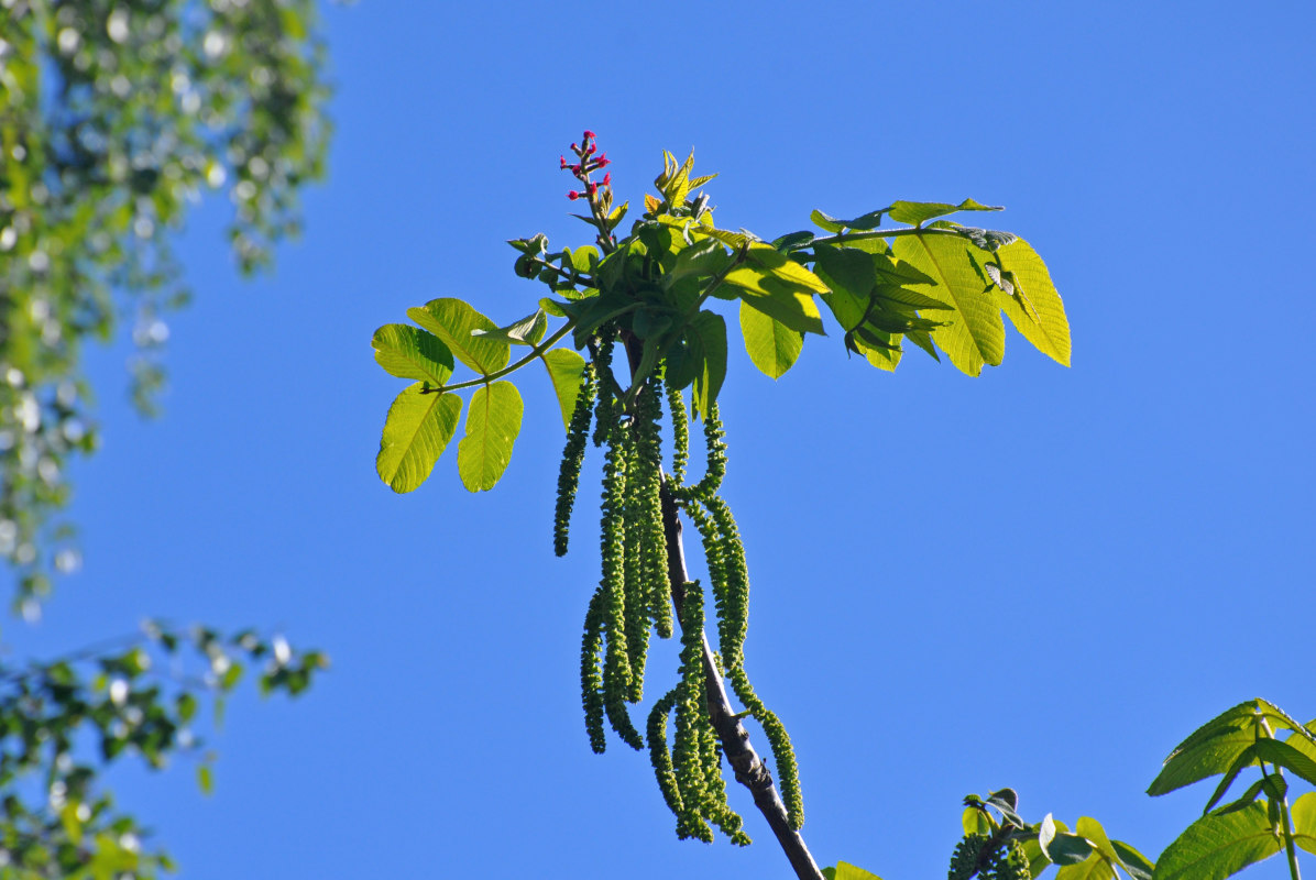 Изображение особи Juglans mandshurica.