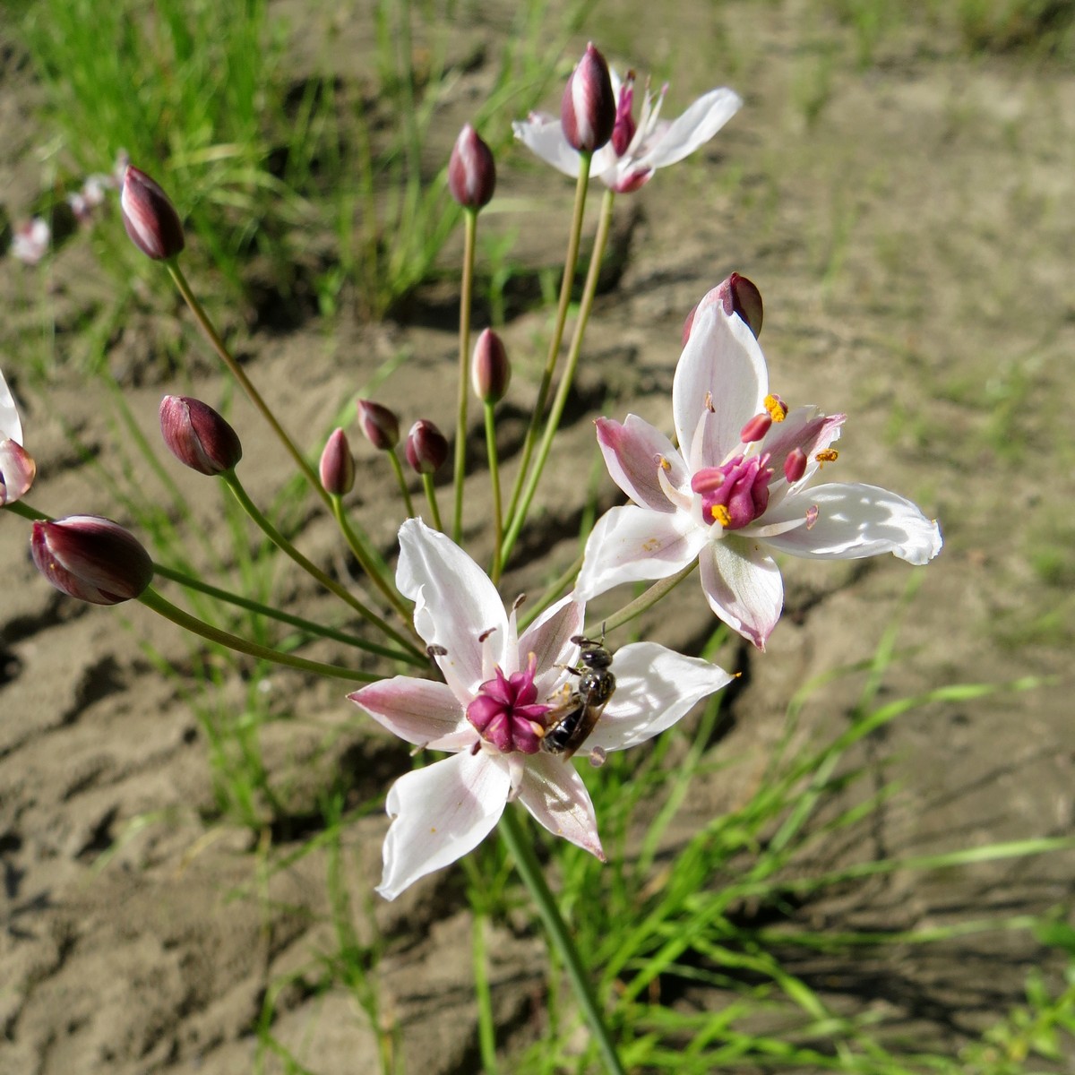 Изображение особи Butomus umbellatus.