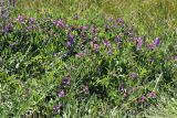 Lathyrus palustris. Цветущие растения в сообществе с цветущим мышиным горошком (Vicia cracca, узкие синеватые соцветия). Ленинградская обл., Ломоносовский р-н, окр. Шепелёвского маяка; п-ов Каравалдай, берег Финского залива, разнотравный приморский луг. 24.06.2020.