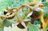 Solanum robustum