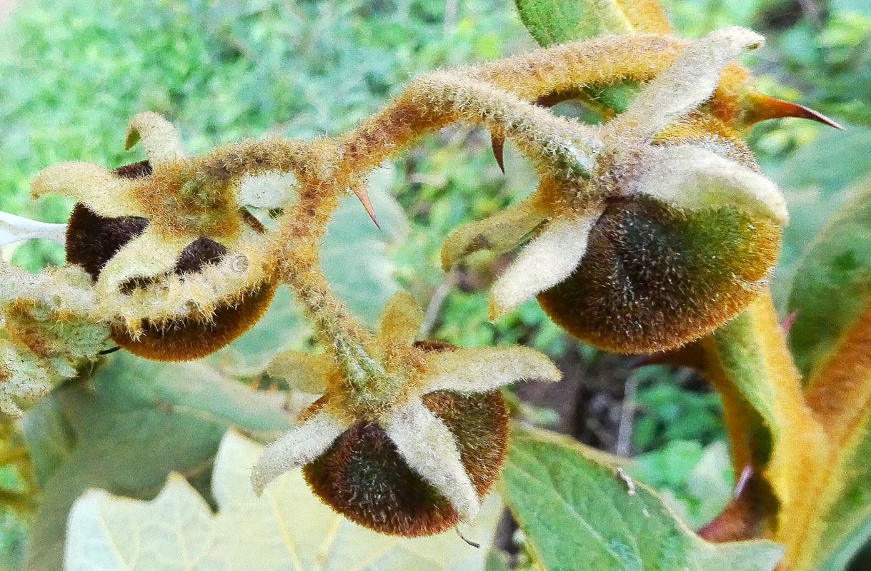 Изображение особи Solanum robustum.