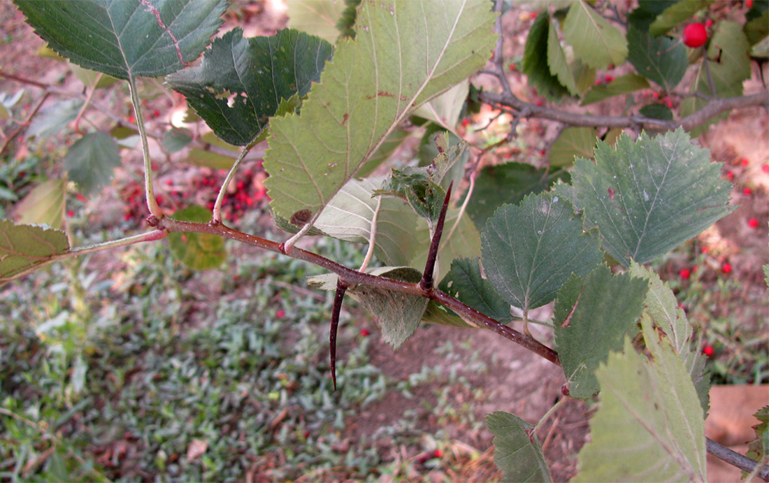 Изображение особи Crataegus submollis.