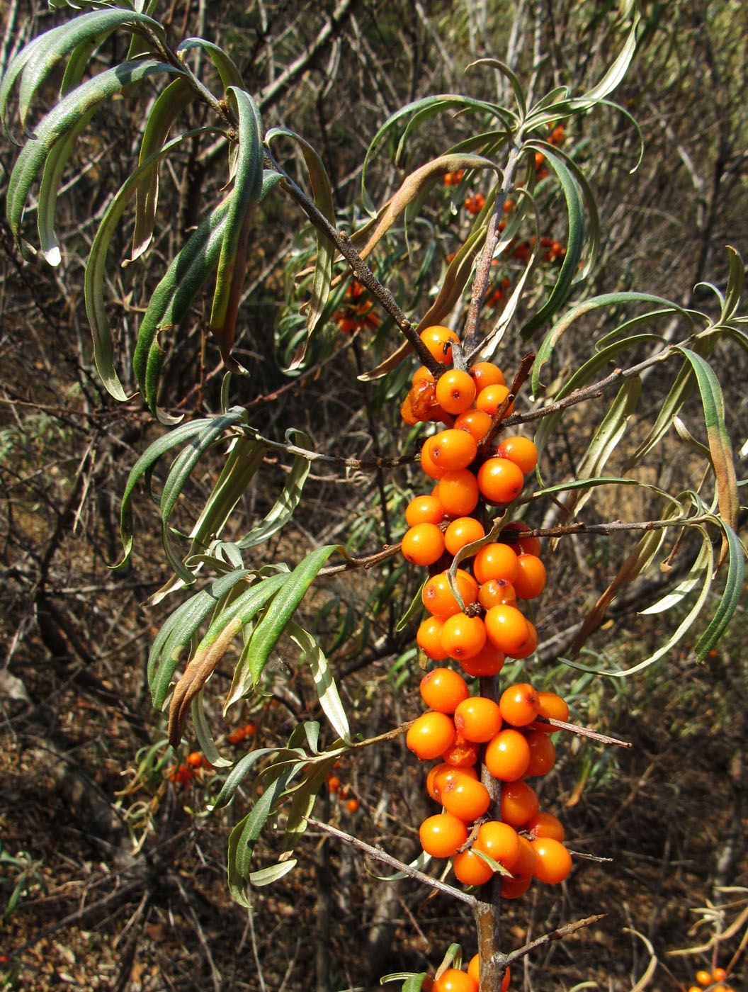 Image of Hippophae rhamnoides specimen.