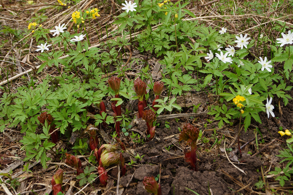 Image of Paeonia hybrida specimen.