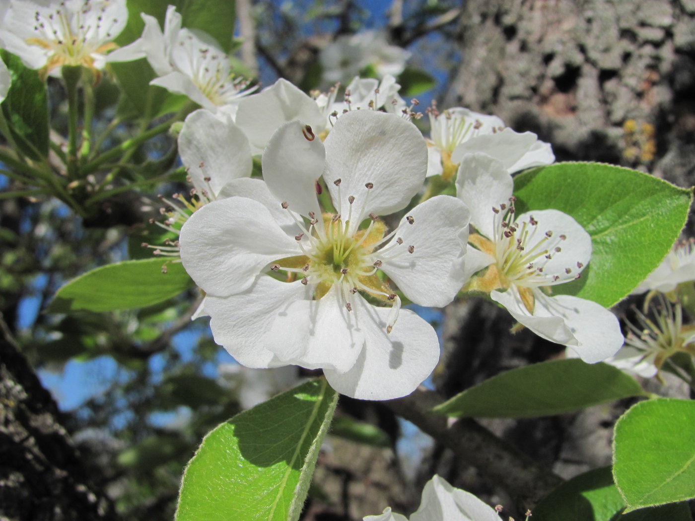 Image of Pyrus communis specimen.