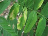 Galega officinalis