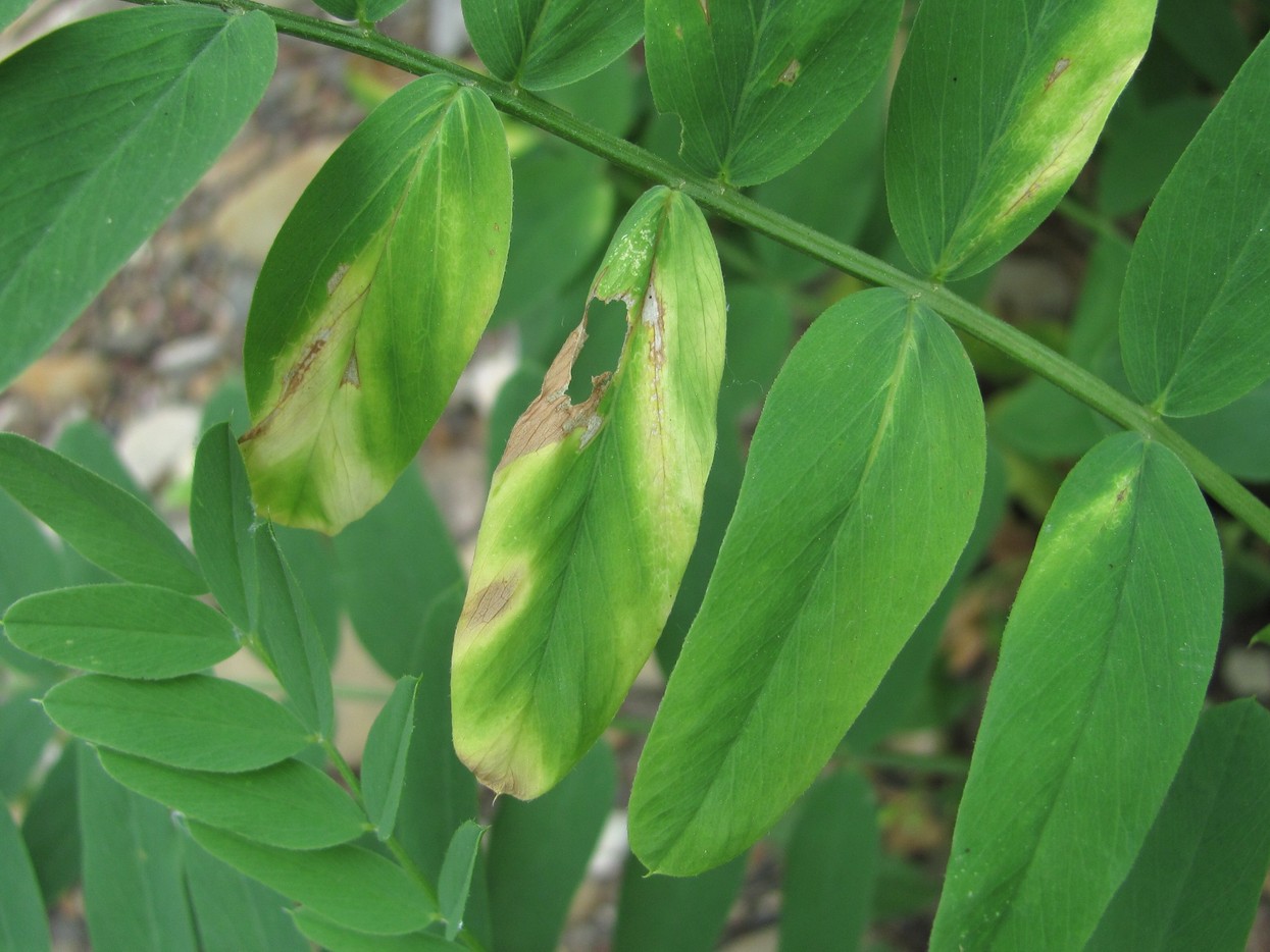 Изображение особи Galega officinalis.