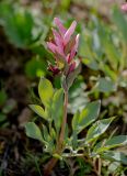 Corydalis ledebouriana