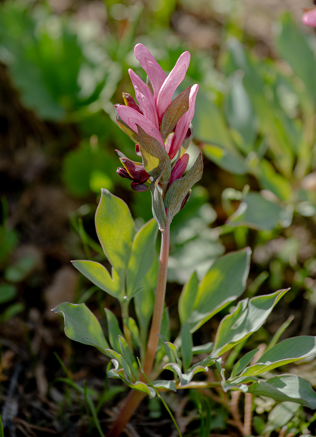 Image of Corydalis ledebouriana specimen.