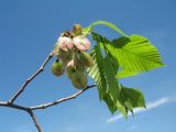 Ulmus laevis. Верхушка веточки с молодыми листьями и соплодием. Казахстан, г. Тараз, левый берег долины р. Ушбулак (Карасу) на окраине парка \"Женис\". 25 апреля 2021 г.