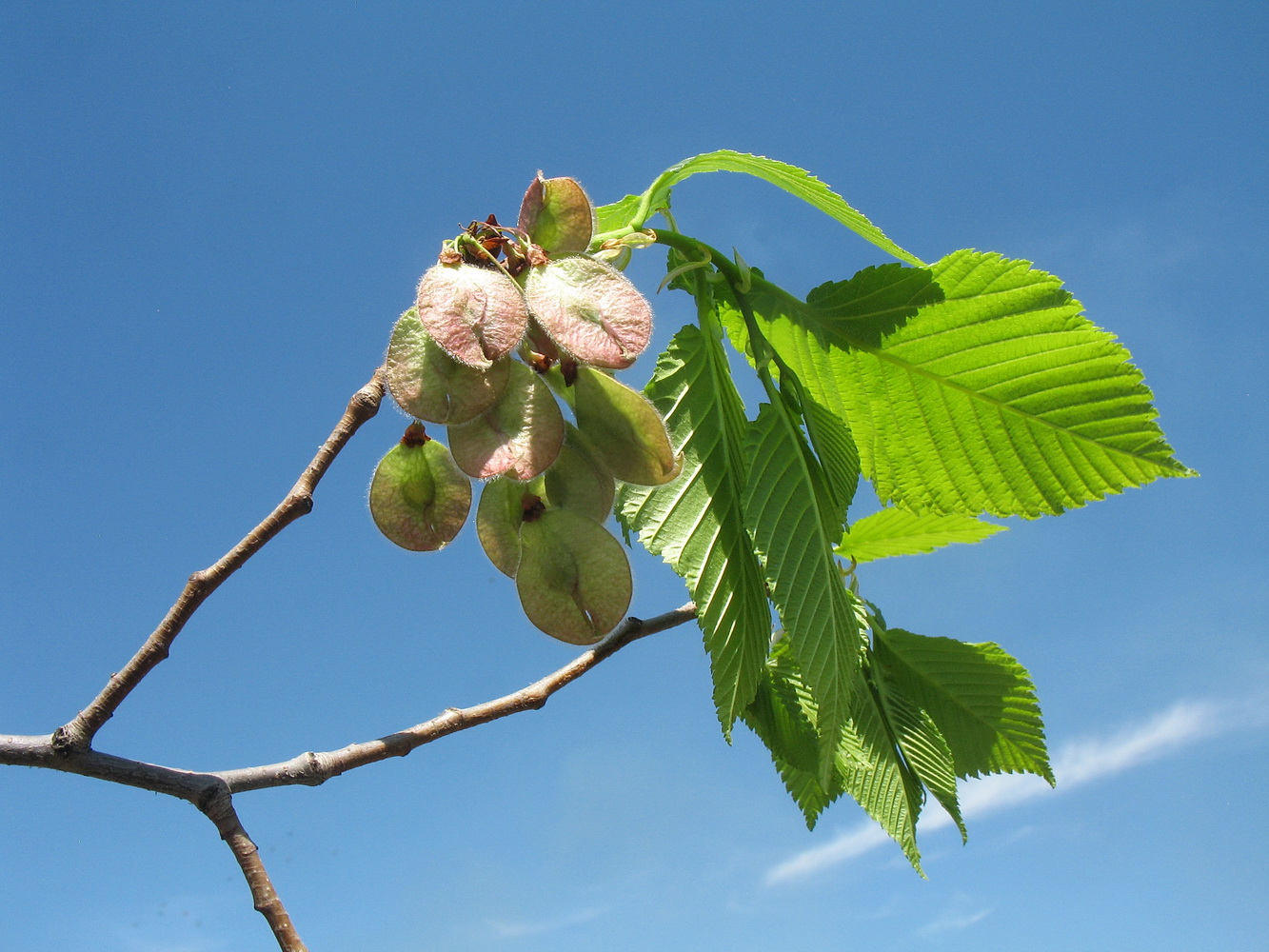 Изображение особи Ulmus laevis.