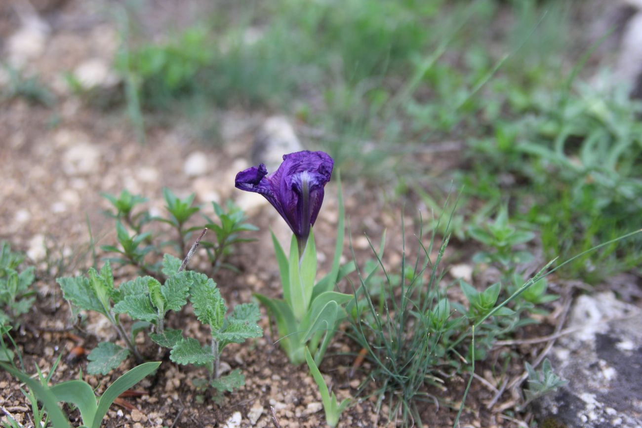 Изображение особи Iris aphylla.