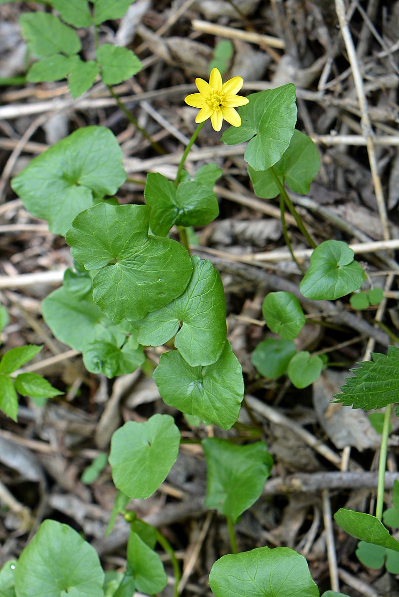 Image of Ficaria verna specimen.