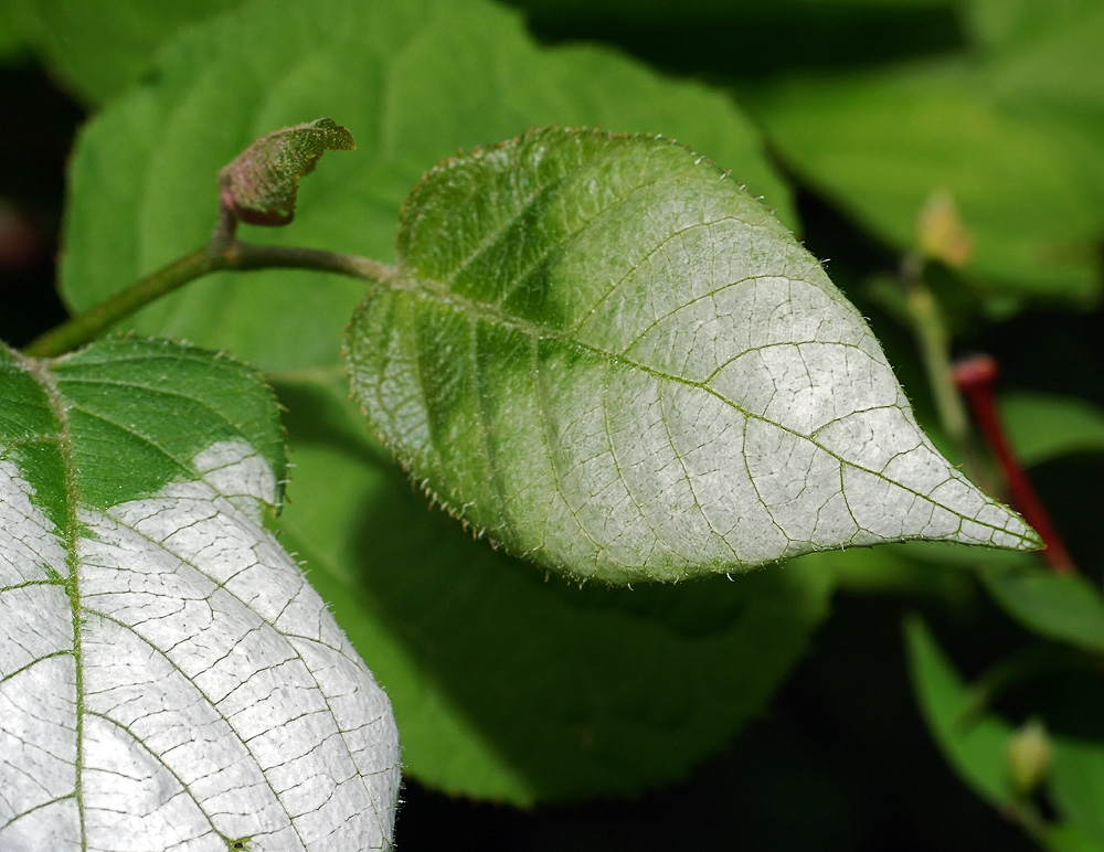 Изображение особи Actinidia kolomikta.