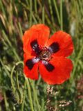 Papaver stevenianum. Цветок с фуражирующей пчелой. Украина, Николаевская обл., окр. села Трикраты, Арбузинский каньон, разнотравная степь возле старого карьера. 30.05.2021.