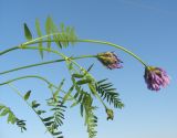 Astragalus danicus. Верхушка растения с соцветиями. Тульская обл., Плавский р-н, окр. пос. Молочные Дворы, луг. 04.06.2021.