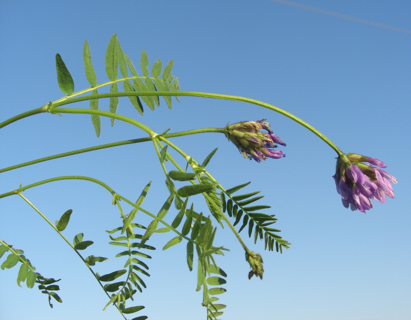 Изображение особи Astragalus danicus.