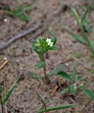 Buglossoides rochelii