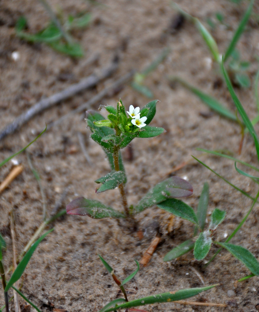 Image of Buglossoides rochelii specimen.