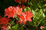 Rhododendron molle подвид japonicum. Соцветия и листья. Санкт-Петербург, Петроградский р-н, Ботанический сад им. Петра Великого, в культуре. 04.06.2021.