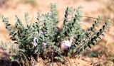 Astragalus dolichophyllus