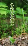 Platanthera metabifolia