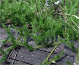 Lycopodium clavatum. Молодые побеги. Владимирская обл., Сулогодский р-н, окр. дер Митино. 03.07.2021.