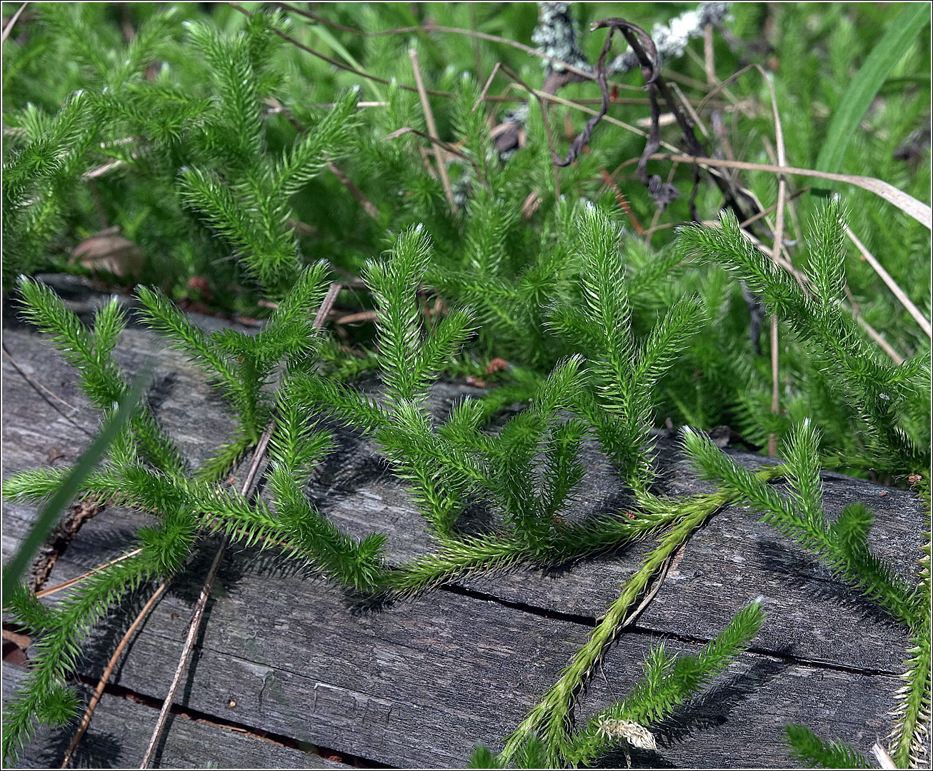 Image of Lycopodium clavatum specimen.