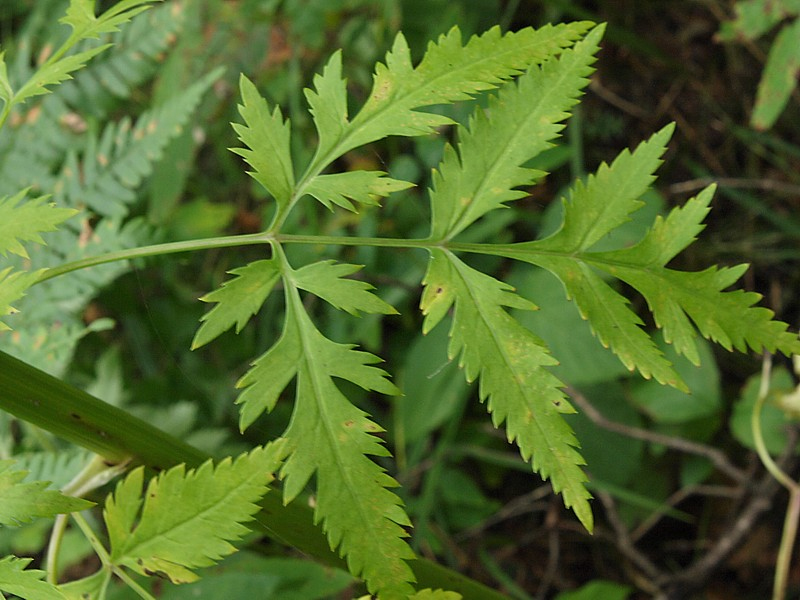 Image of Pleurospermum uralense specimen.