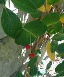 Lonicera sempervirens