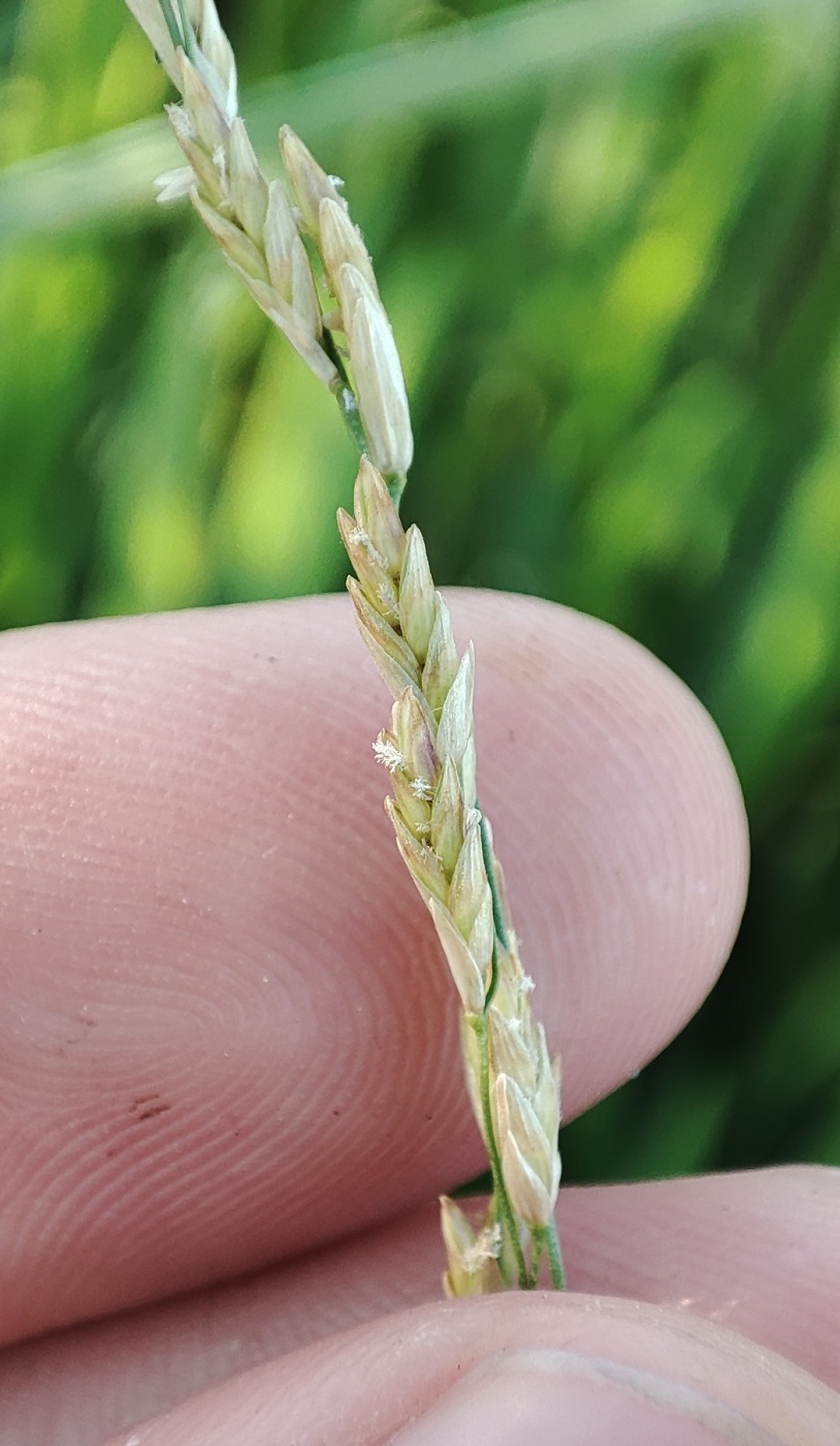 Image of Glyceria maxima specimen.