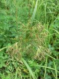 Scirpus orientalis