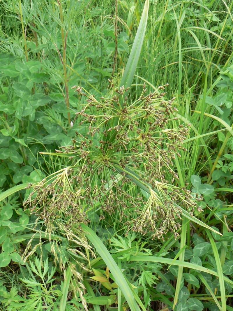 Image of Scirpus orientalis specimen.