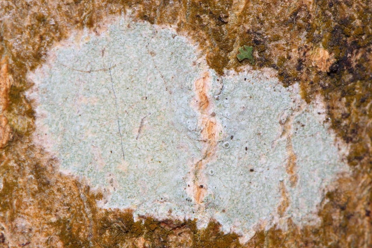 Image of genus Lecanora specimen.