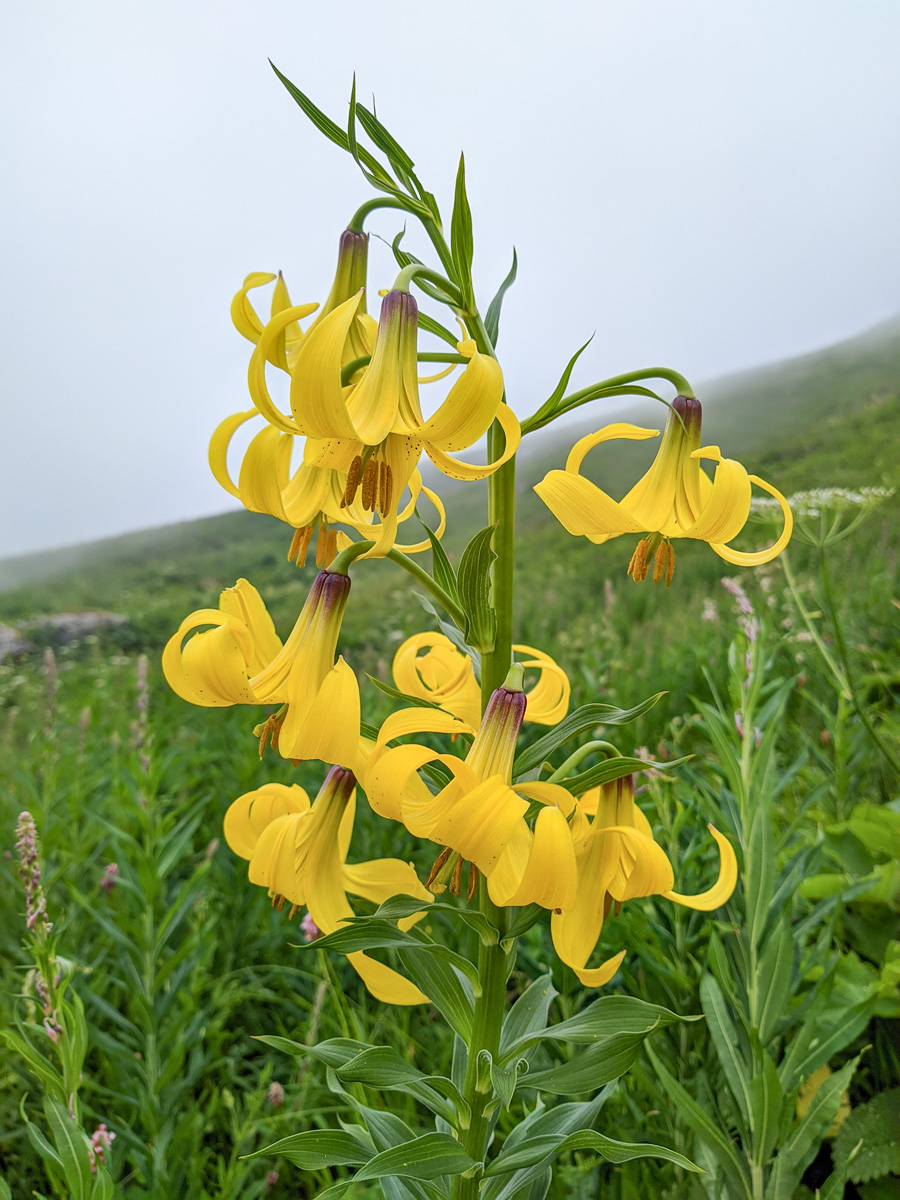 Image of Lilium monadelphum specimen.