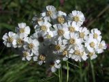 Achillea impatiens. Общее соцветие. Магаданская обл., окр. г. Магадан, 6 км основной трассы, разнотравная поляна у дороги. 30.07.2021.