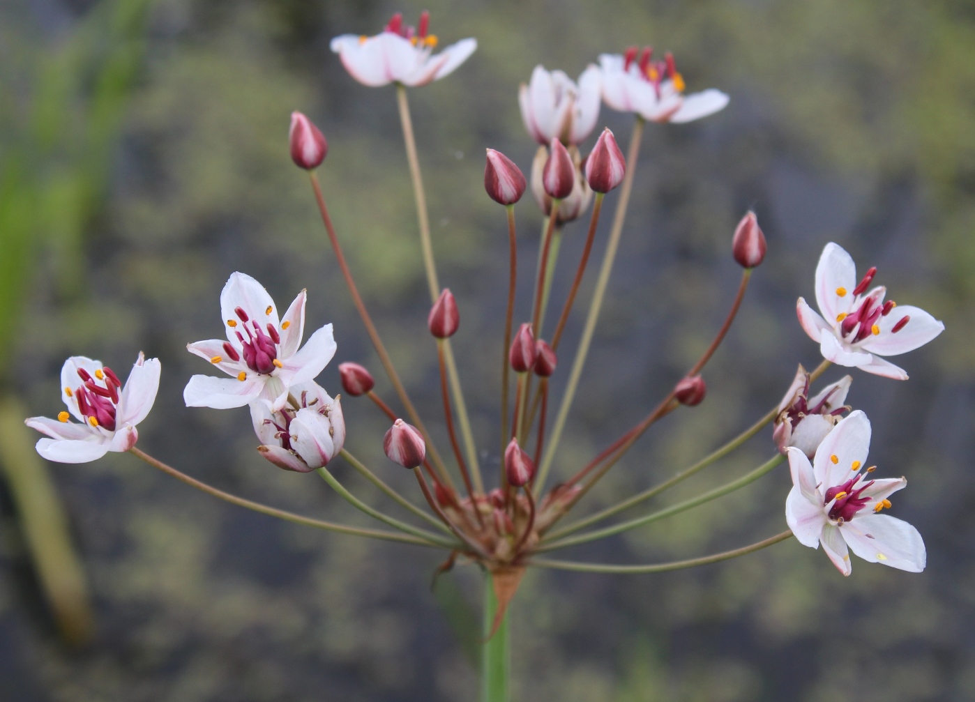 Изображение особи Butomus umbellatus.