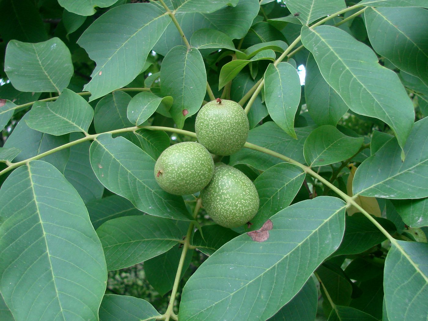 Image of Juglans regia specimen.