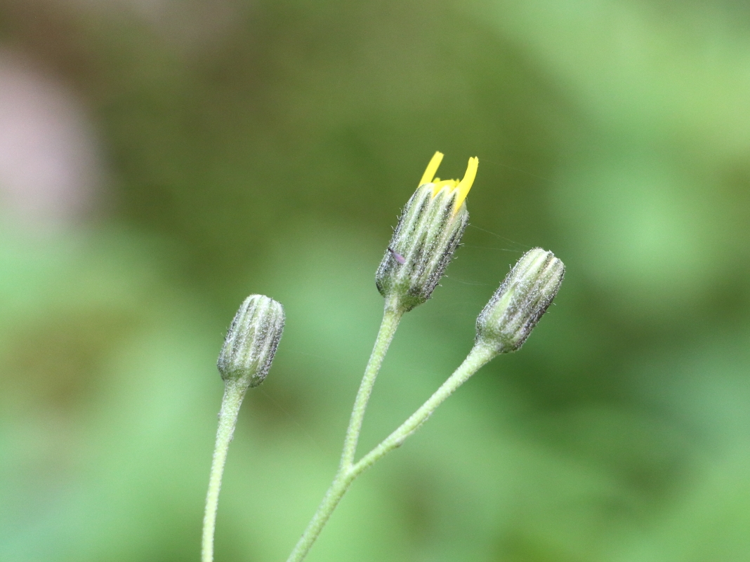 Image of Hieracium tunguskanum specimen.