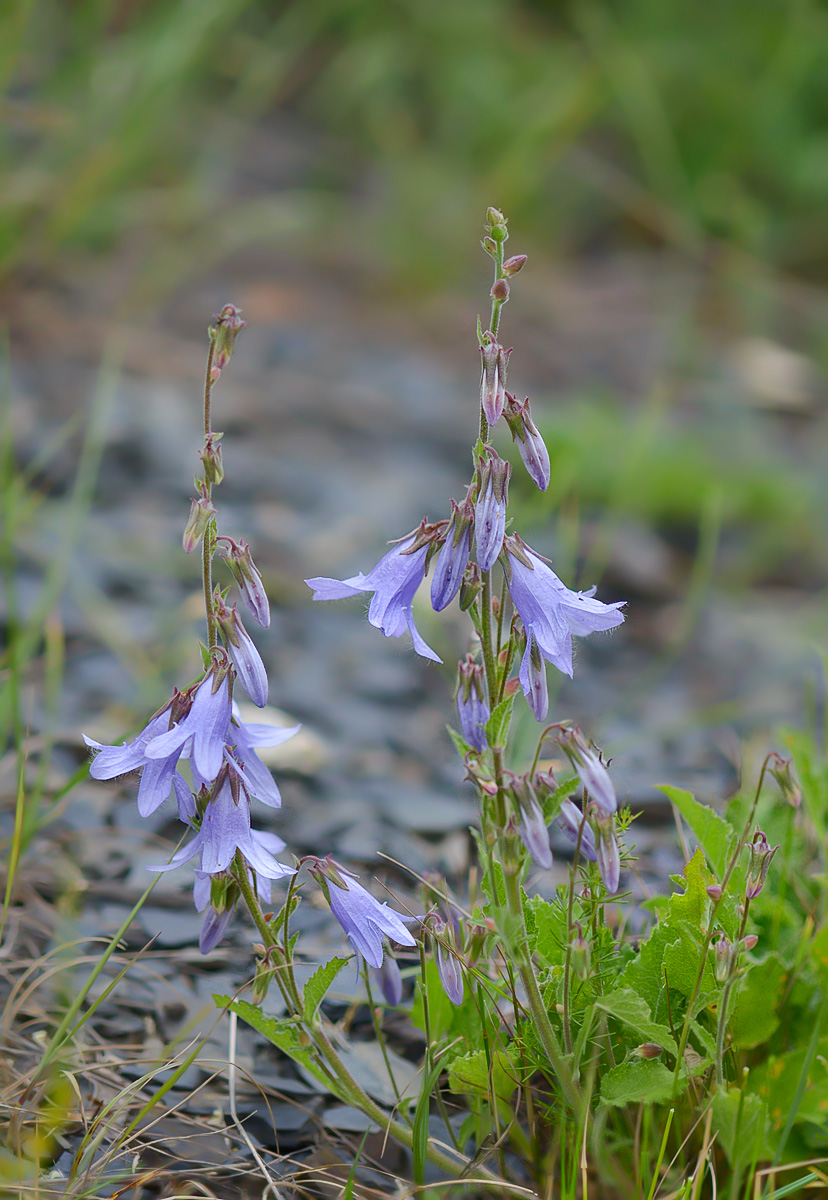 Image of Campanula sarmatica specimen.