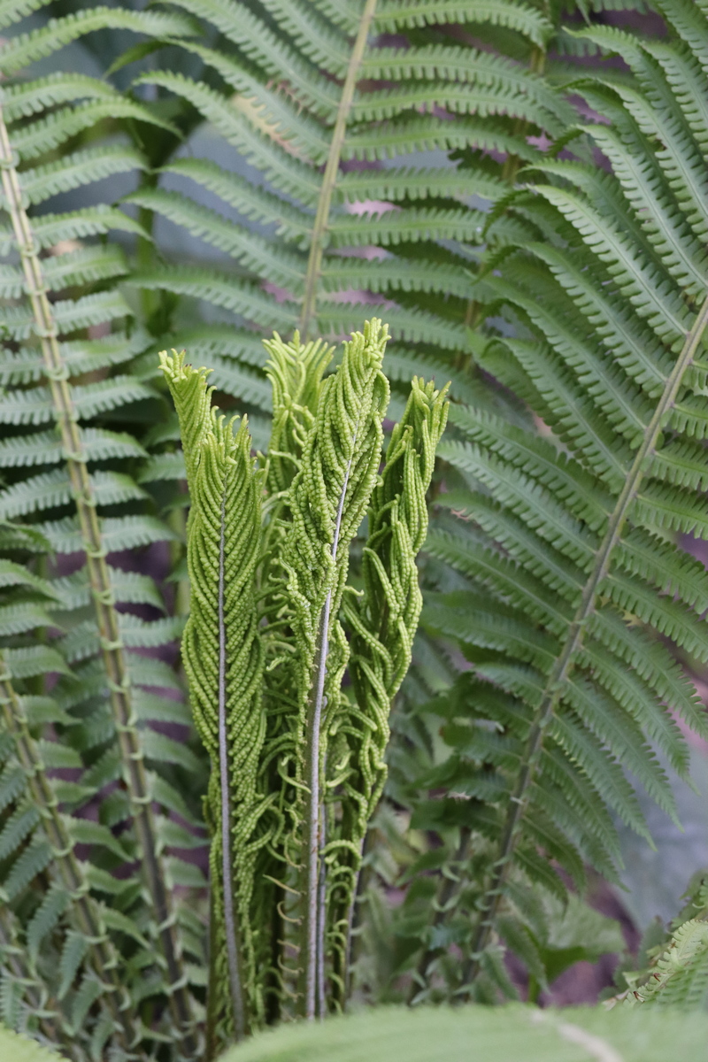 Image of Matteuccia struthiopteris specimen.