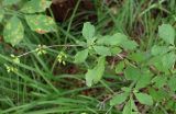 Berberis amurensis. Ветвь с плодами. Приморский край, Лазовский р-н, Лазовский заповедник, окр. кордона Карпадь, широколиственный лес. 19.08.2009.