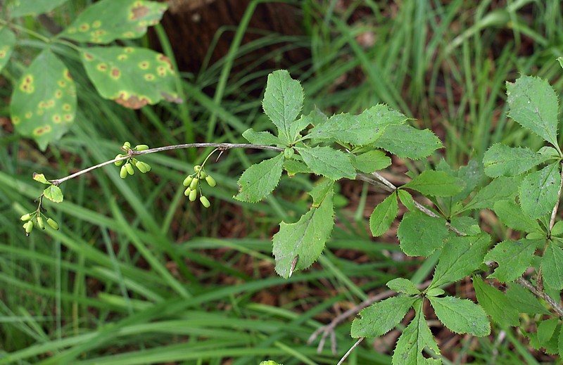 Image of Berberis amurensis specimen.