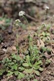 Draba muralis. Цветущие растения. Крым, Севастополь, окр. с. Резервное, овр. Кум-Дере, в основании конгломератного склона. 10.04.2022.