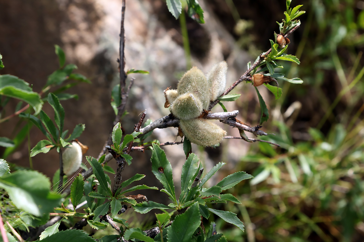 Изображение особи Amygdalus petunnikowii.