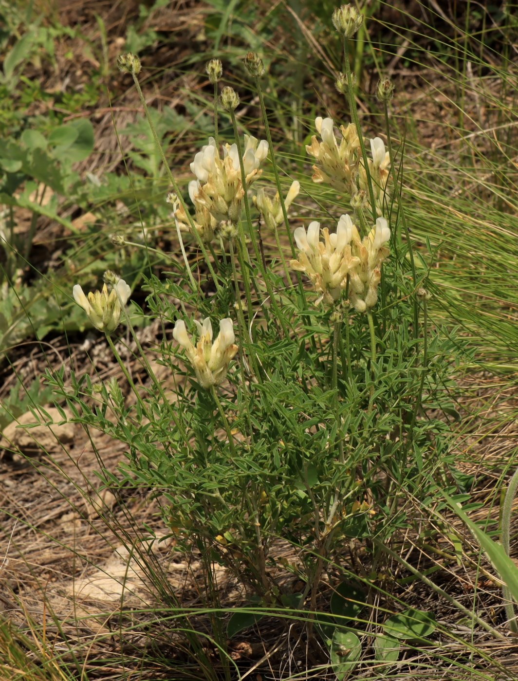 Изображение особи Astragalus zingeri.